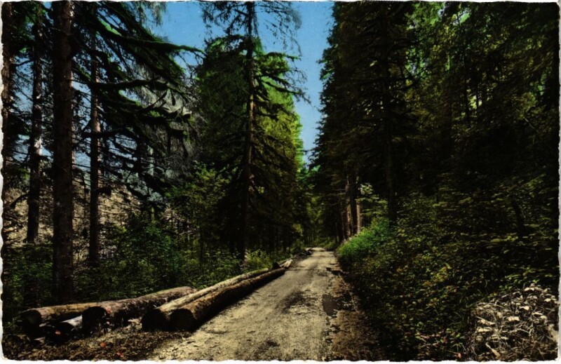 Carte postale ancienne Chemin de la Source de l'Ain à Chemin