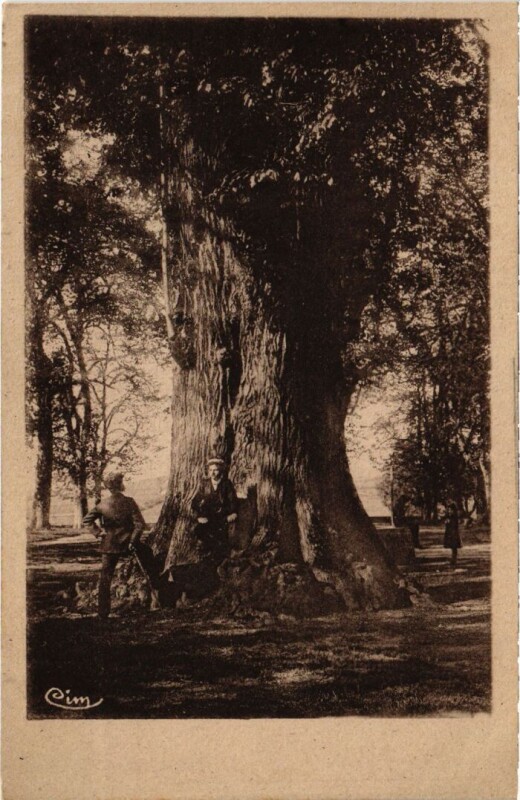 Carte postale ancienne Orgelet Le Gros Tilleul à Orgelet