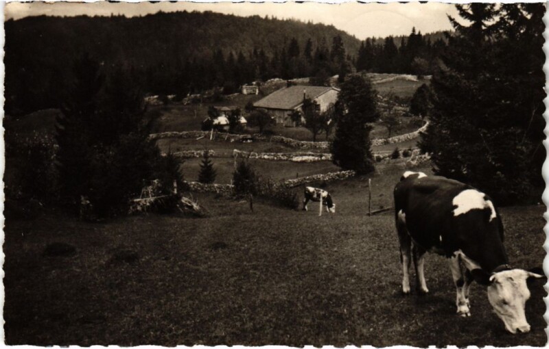 Carte postale ancienne Les Moussieres Les Paturages du Haut-Jura