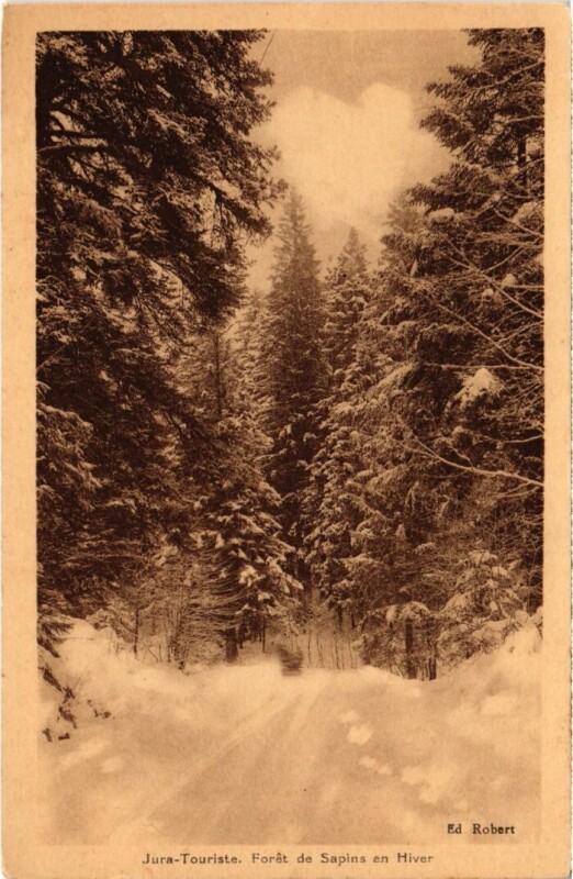 Carte postale ancienne Foret de Sapins en Hiver