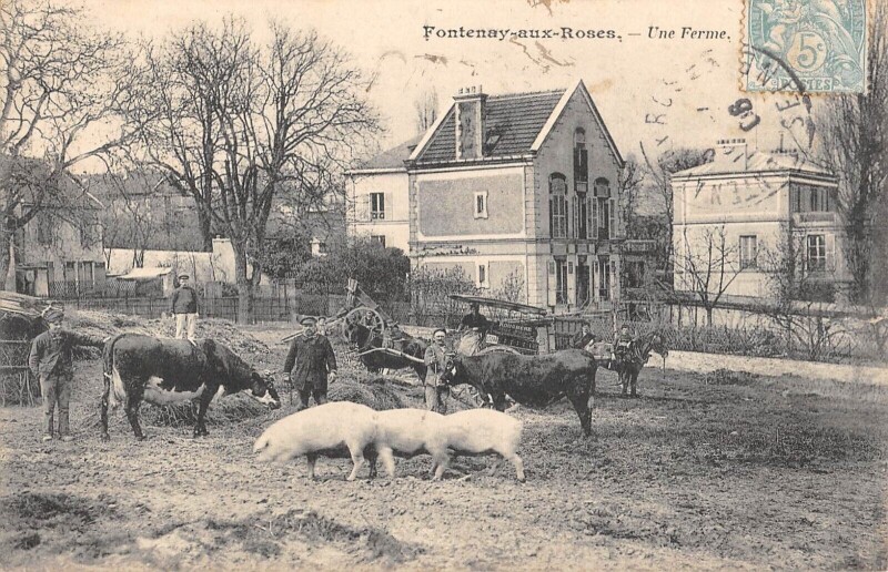 Carte postale ancienne Fontenay Aux Roses - Une Ferme - Cochon - Vache à Fontenay-aux-Roses