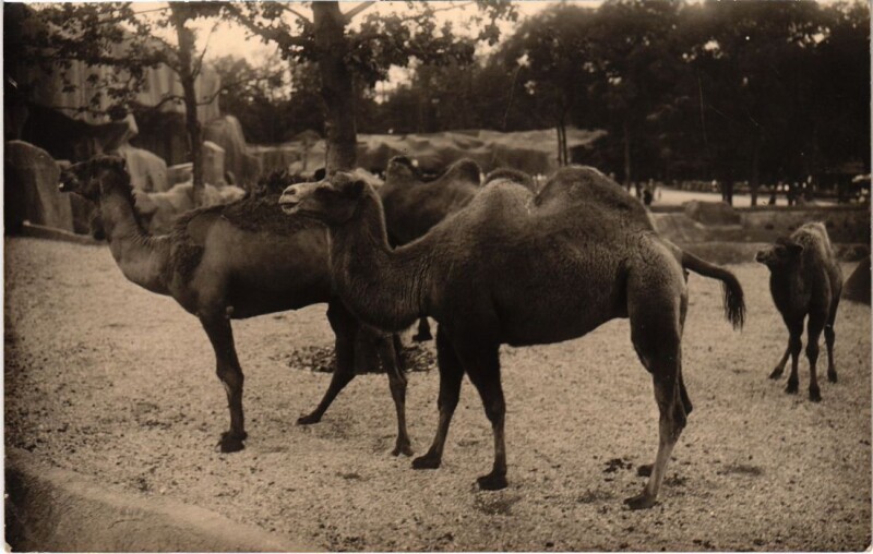 Carte postale ancienne Paris 5e Jardin des Plantes Camels carte photo à Paris 5e