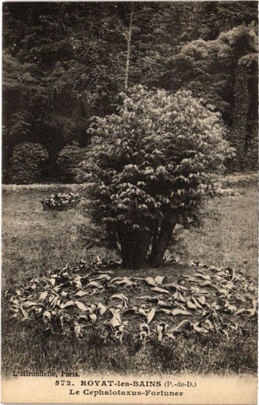 Carte postale ancienne Royat-les-Bains Le Cephalotaxus-Fortuner France à Royat