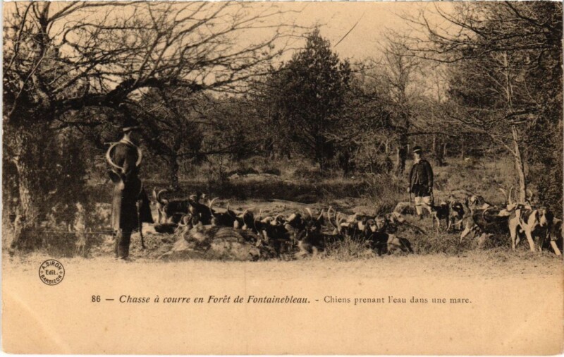 Carte postale ancienne Fontainebleau Chiens prenant l'eau dans une mare France à Fontainebleau