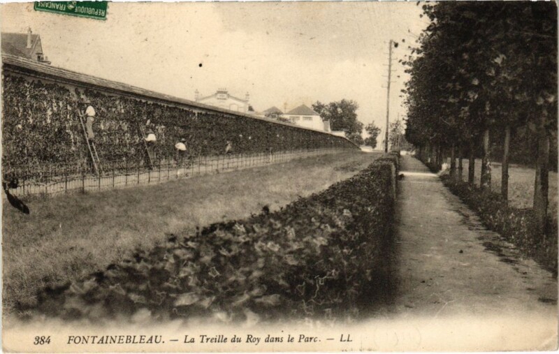 Carte postale ancienne Fontainebleau La Treille du Roy dans le Parc France à Fontainebleau