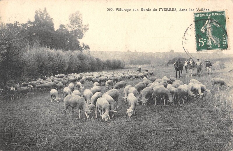 Carte postale ancienne Paturage Aux Bords De L'Yerres Dans Les Vallees - Berger - Moutons à Yerres