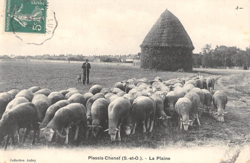 Carte postale ancienne Plessis Chenet - La Plaine - Berger - Moutons