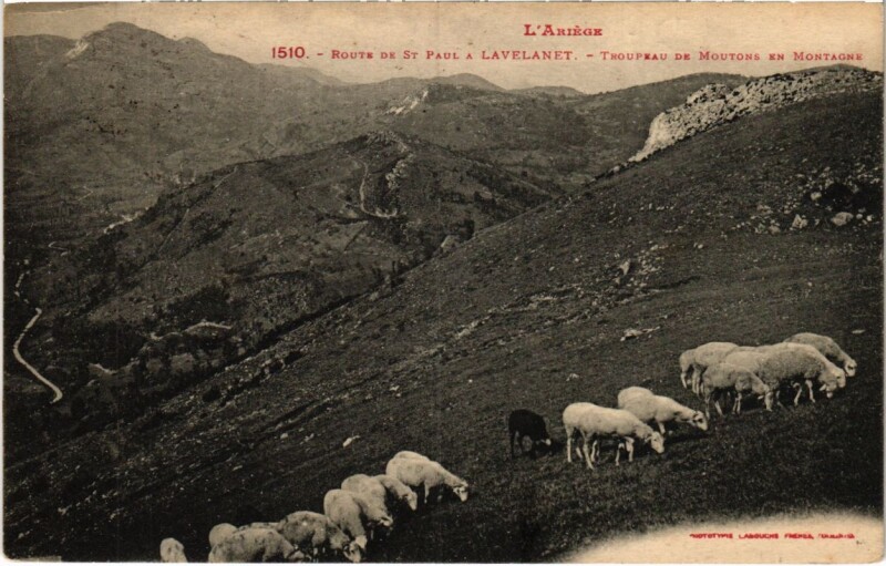 Carte postale ancienne Lavelanet- Troupeau de Moutons en Montagne France à Lavelanet