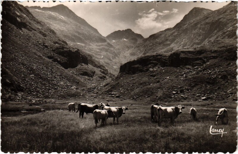 Carte postale ancienne Paturage en haute montagne,Un troupeau France