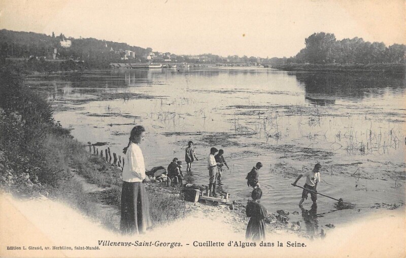 Carte postale ancienne Vileneuve Saint Georges Cueillette D'Algues Dans La Seine