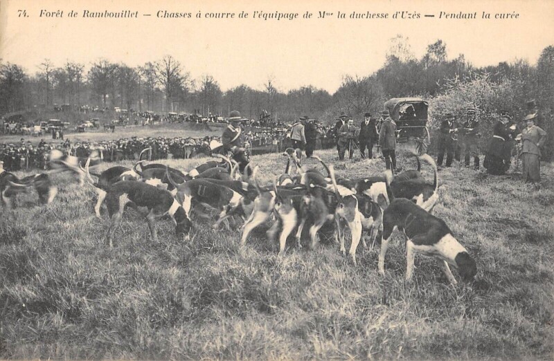 Carte postale ancienne Foret Rambouillet Chasses A Courre De L'Equipage Duchesse D'Uzes Curee à Rambouillet