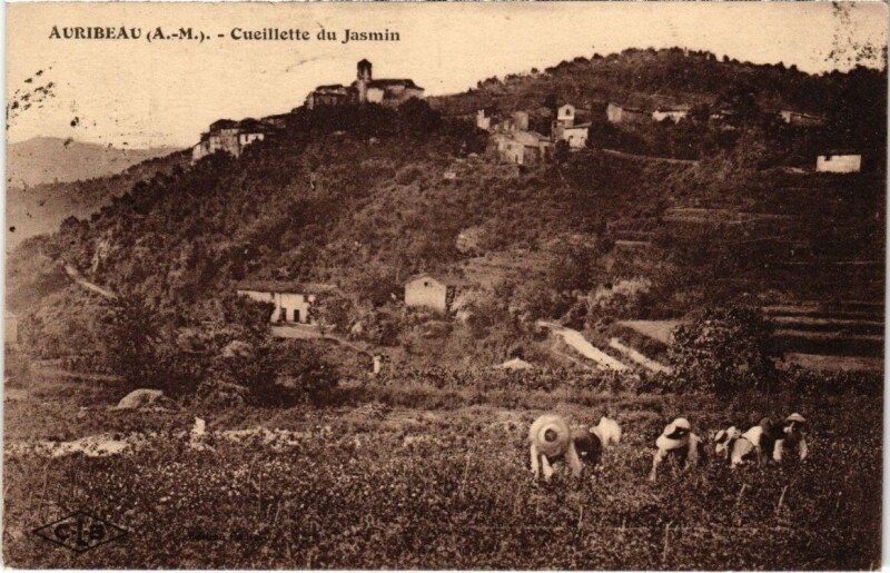 Carte postale ancienne Auribeau - Cueillette du Jasmin