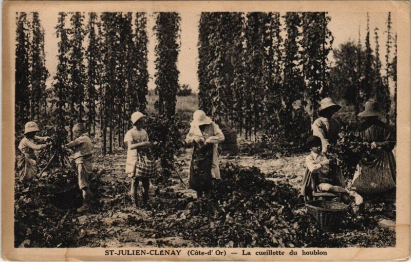 Carte postale ancienne Saint-Julien-Celnay La cueillette du houblon à Saint-Julien