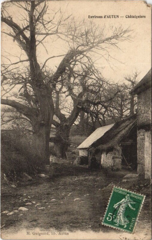 Carte postale ancienne Env. d'Autun - Chataigniers à Autun