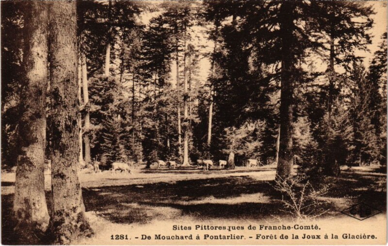 Carte postale ancienne De Mouchard a Pontarlier- Foret de la Joux France à Mouchard