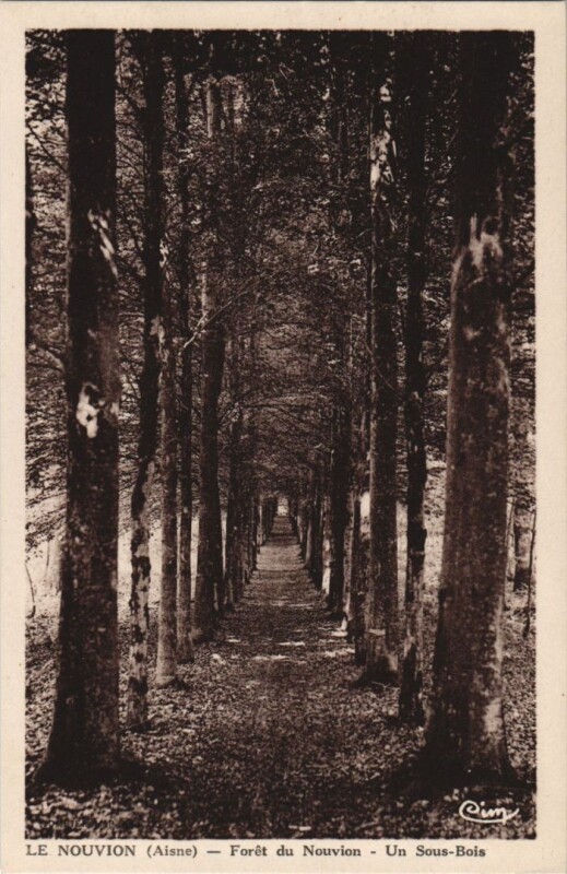 Carte postale ancienne Le Nouvion-en-Thierache - Foret de Nouvion - Un Sous-Bois au Nouvion-en-Thiérache