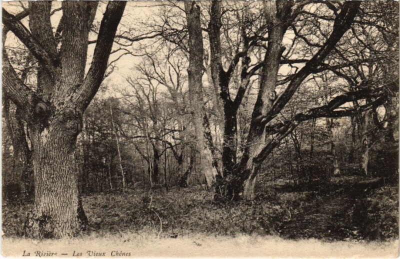 Carte postale ancienne La Riviere - Les Vieux Chenes