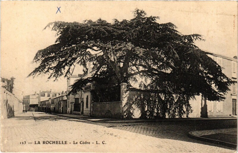 Carte postale ancienne La Rochelle - Le Cedre à La Rochelle