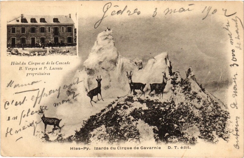 Carte postale ancienne Htes-Py. Izards du Cirque de Gavarnie