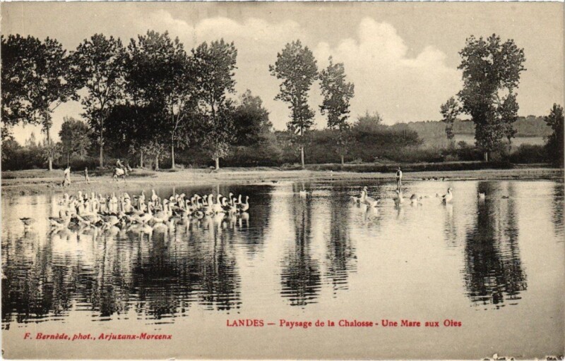 Carte postale ancienne Landes - Paysage de la Chalosse - Une Mare sux Oies à Losse