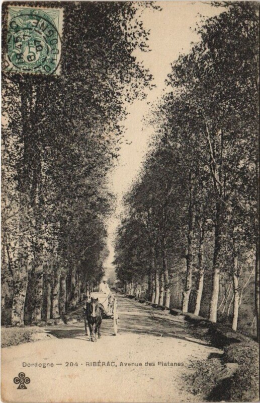 Carte postale ancienne Dordogne - Riberac Avenue des Platanes