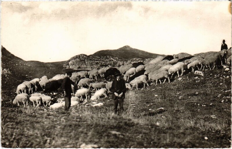 Carte postale ancienne Troupeau de moutons vers les sommets France