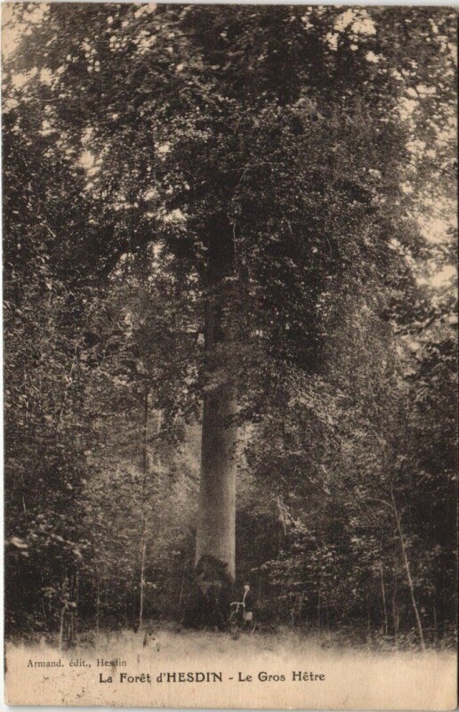 Carte postale ancienne Hesdin - Le Gros Hetre à Hesdin