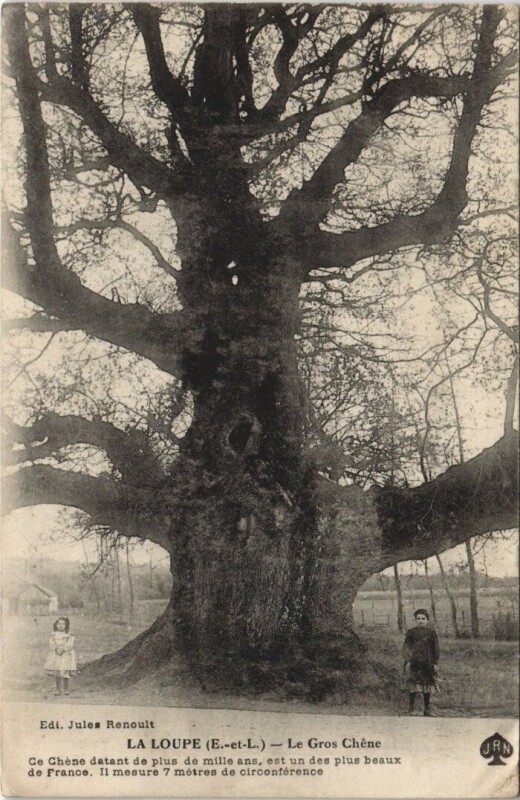 Carte postale ancienne La Loupe - Le Gros Chene à La Loupe
