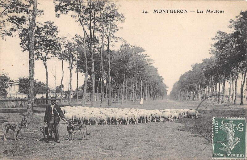 Carte postale ancienne Montgeron Les Moutons à Montgeron