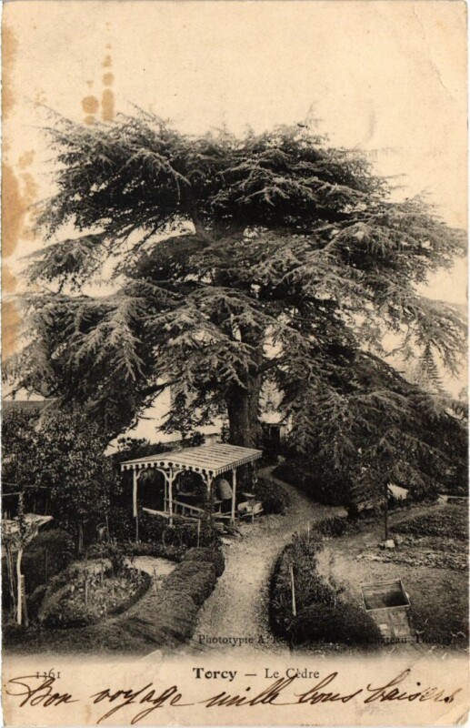 Carte postale ancienne Le Cèdre à Torcy