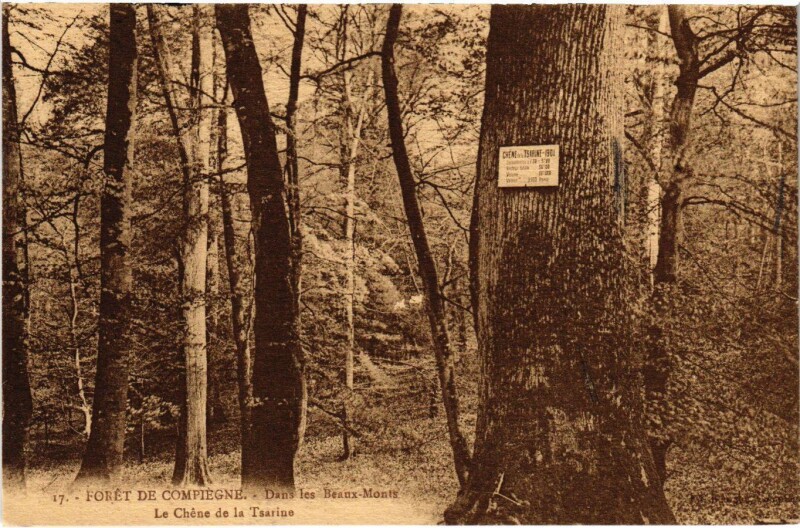 Carte postale ancienne Compiegne - Foret de Compiegne - Le Chene de la Tsarine à Compiègne