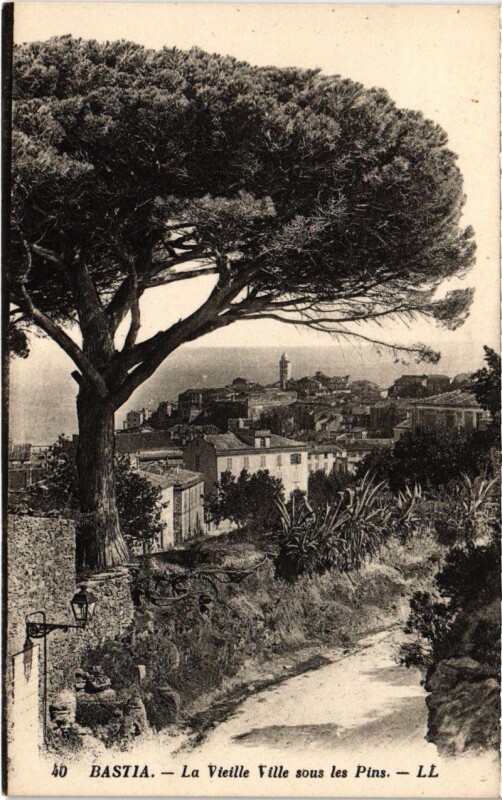 Carte postale ancienne Bastia - La vieille ville sous les Pins à Bastia