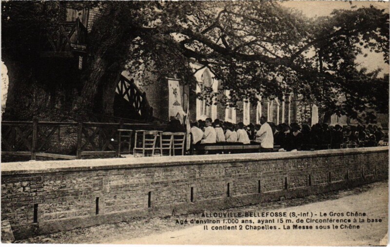 Carte postale ancienne Allouville-Bellefosse - Le Gros Chene age d'Env. 1000 ans ayant à Allouville-Bellefosse