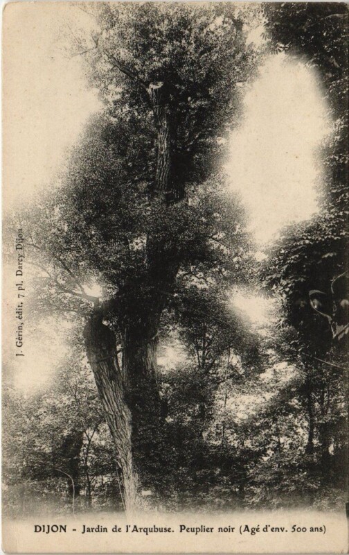 Carte postale ancienne Dijon - Jardin de l'Arquebuse Le Puplier noir à Dijon