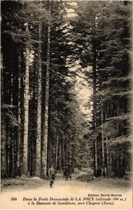 Carte postale ancienne Dans la Foret Domaniale de La Joux France