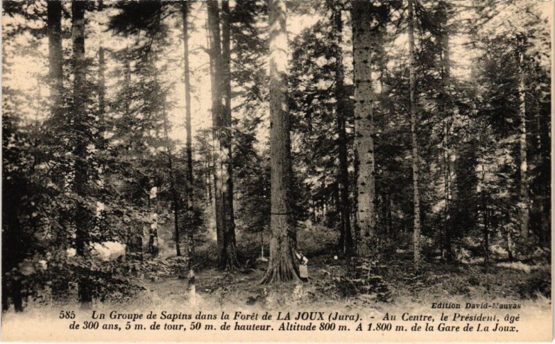 Carte postale ancienne Un Groupe de Sapins dans la Foret de la Joux France