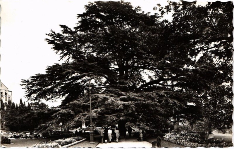 Carte postale ancienne Rennes Jardin du Thabor, Le Cedre France à Rennes