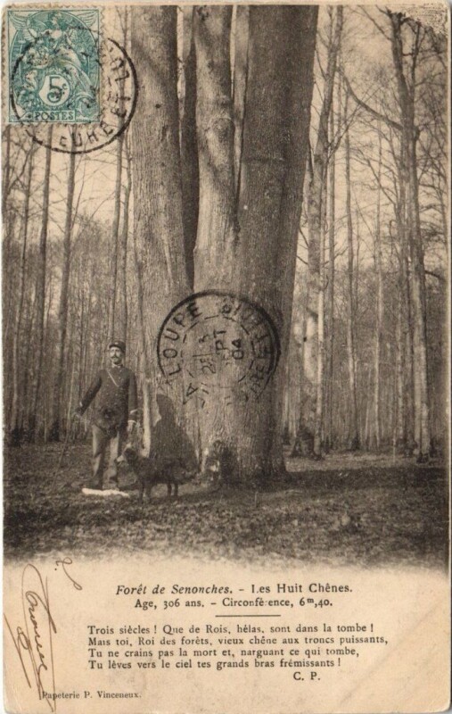 Carte postale ancienne Foret de Senonches - Les Hult Chénes Age 306 ans-Circonference 6m40 à Senonches
