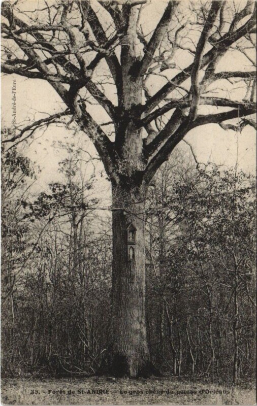 Carte postale ancienne Foret de Saint-Andre - Le gros uheme du pateau d'Orléans