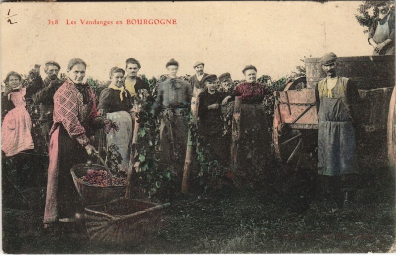 Carte postale ancienne Cote-d'Or - les vendanges en bourgogne
