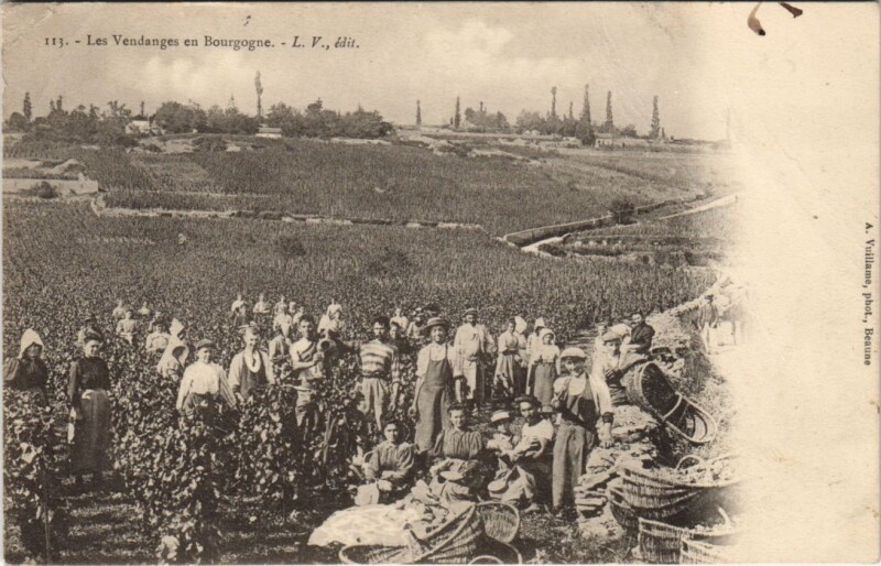 Carte postale ancienne Cote-d'Or - les vendanges en bourgogne