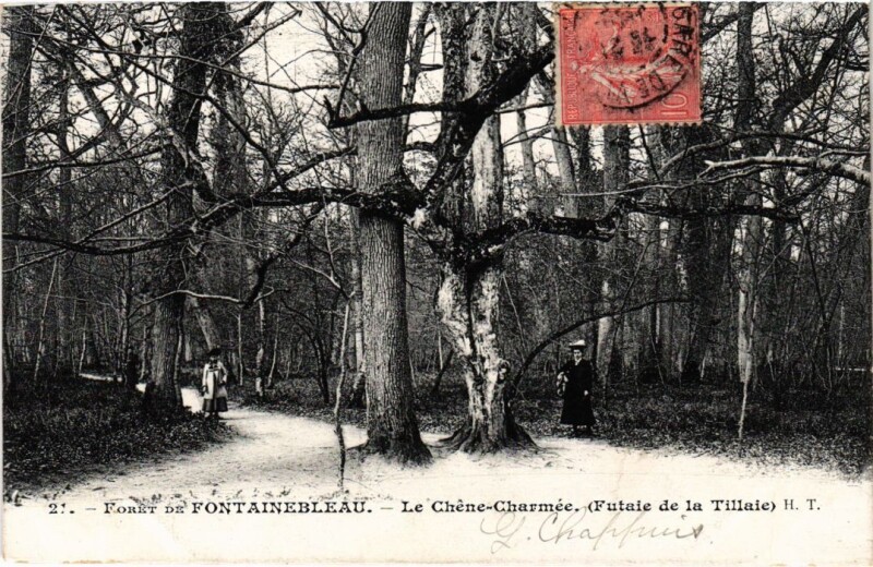Carte postale ancienne Foret de Fontainebleau - Le Chene-Charmee à Fontainebleau