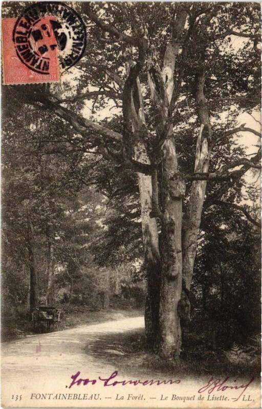 Carte postale ancienne Fontainebleau La Foret - Le Bouquet de Lisette à Fontainebleau