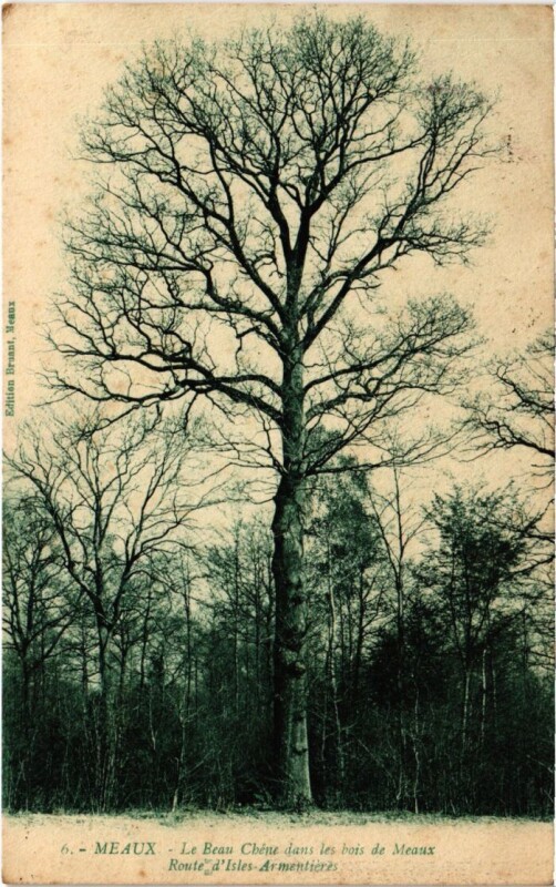 Carte postale ancienne Meaux Le Beau Chene dans les Bois de Meaux à Meaux