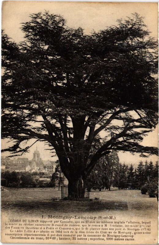 Carte postale ancienne Montigny-Lencoup Cedre du Liban à Montigny-Lencoup