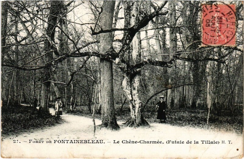 Carte postale ancienne Foret de Fontainebleau - Le Chene-Charmee à Fontainebleau