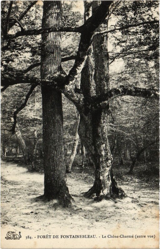 Carte postale ancienne Foret de Fontainebleau - Le Chene-Charmee à Fontainebleau