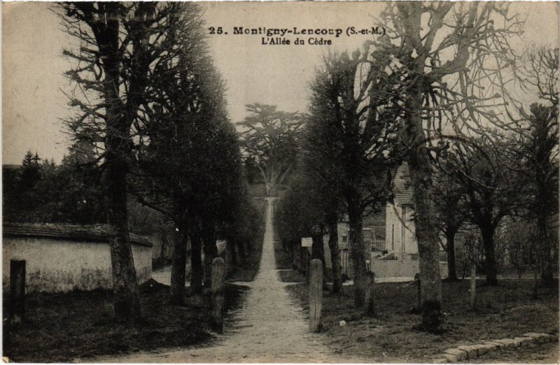 Carte postale ancienne Montigny-Lencoup L'Allee du Cedre à Montigny-Lencoup