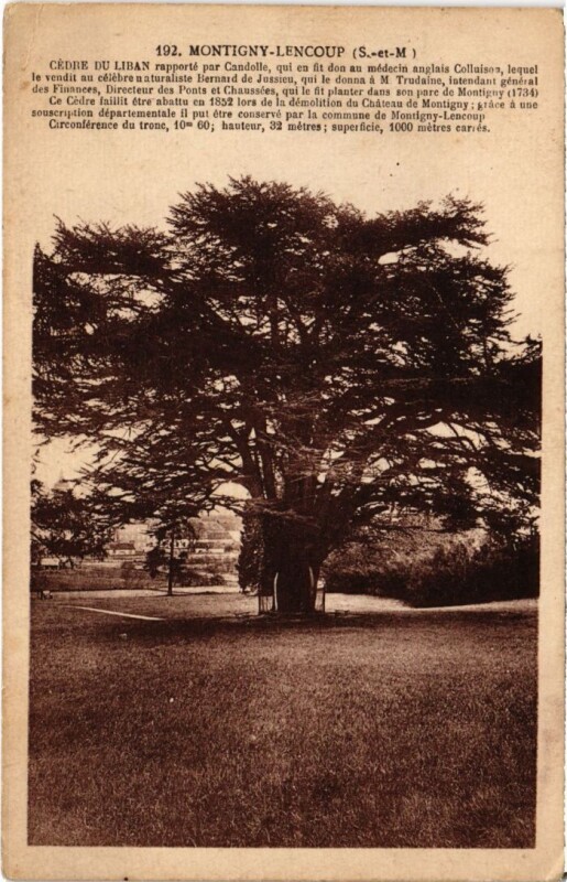 Carte postale ancienne Montigny-Lencoup Cedre du Liban à Montigny-Lencoup