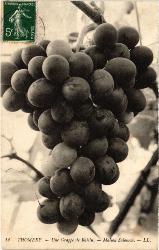 Carte postale ancienne Thomery Une Grappe de Raisin - Maison Solomon à Thomery